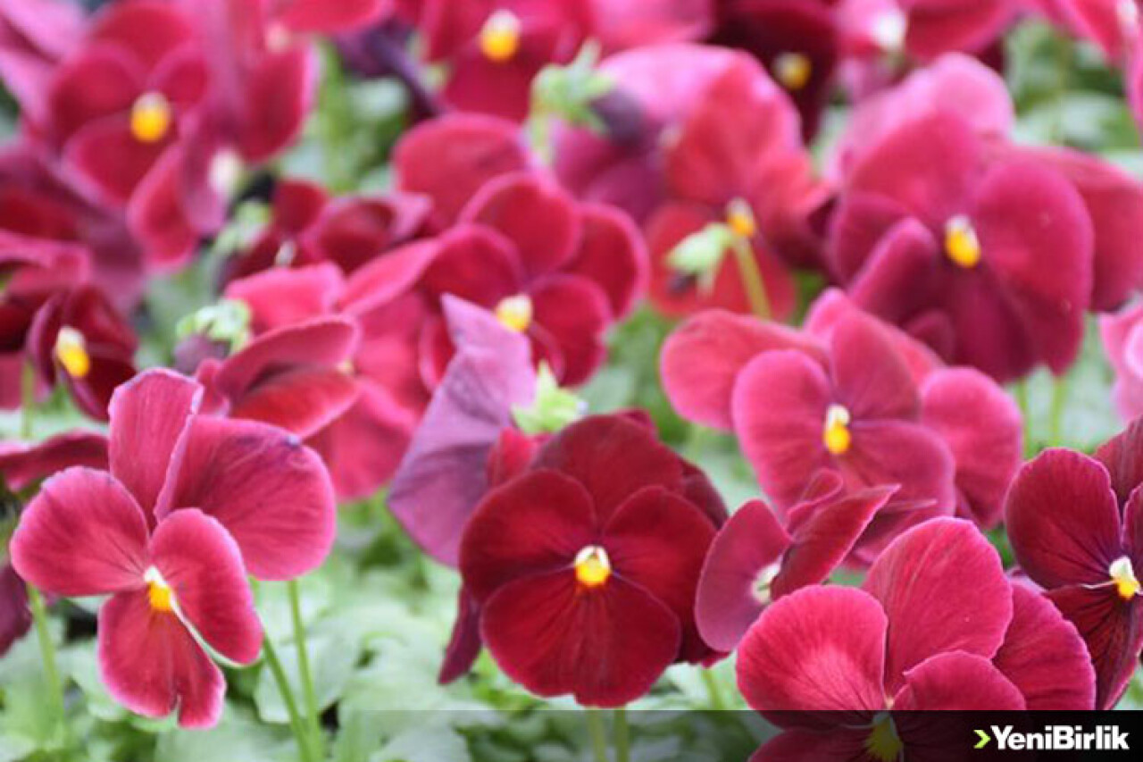 Kış Çiçekleri 'Termal Su' İle Yetişiyor