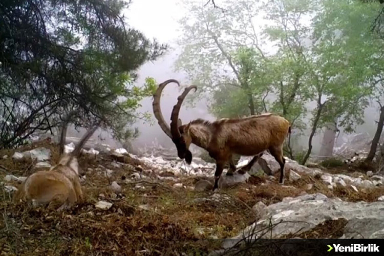 Antalya'daki yaban keçilerinin boynuz mücadelesi fotokapanlara yansıdı
