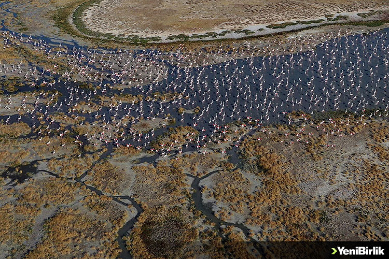 Flamingoların yaşam cenneti: Tuz Gölü