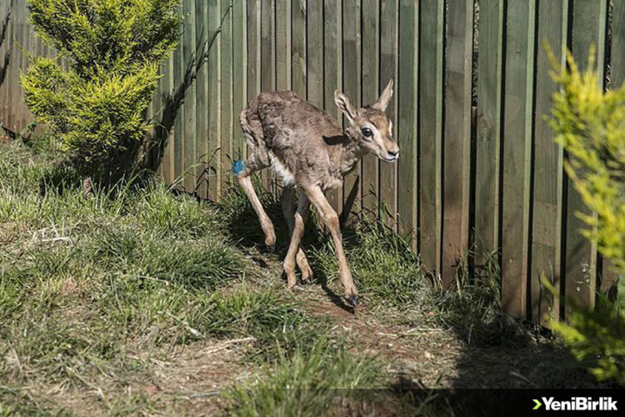 Yaralı Gazella Gazella Ceylanı Koruma Altında
