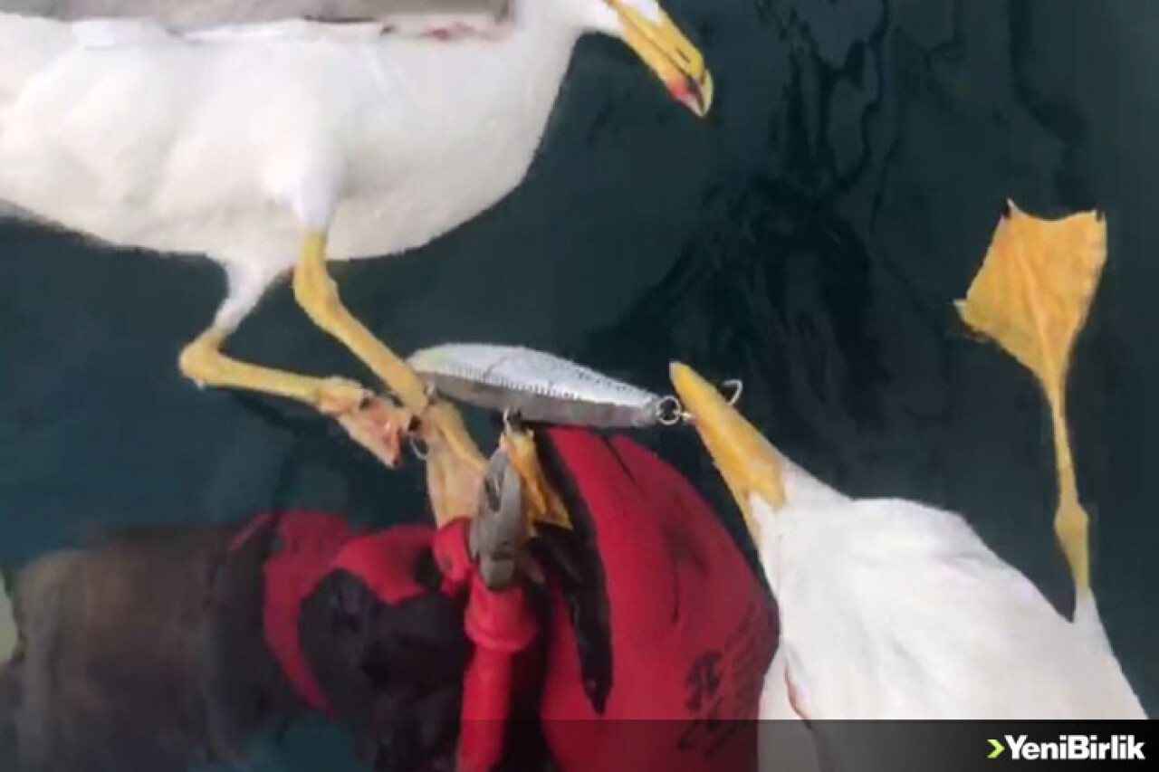 Oltaya Takılıp Ölümle Pençeleşen 2 Martıyı Dalgıçlar Kurtardı