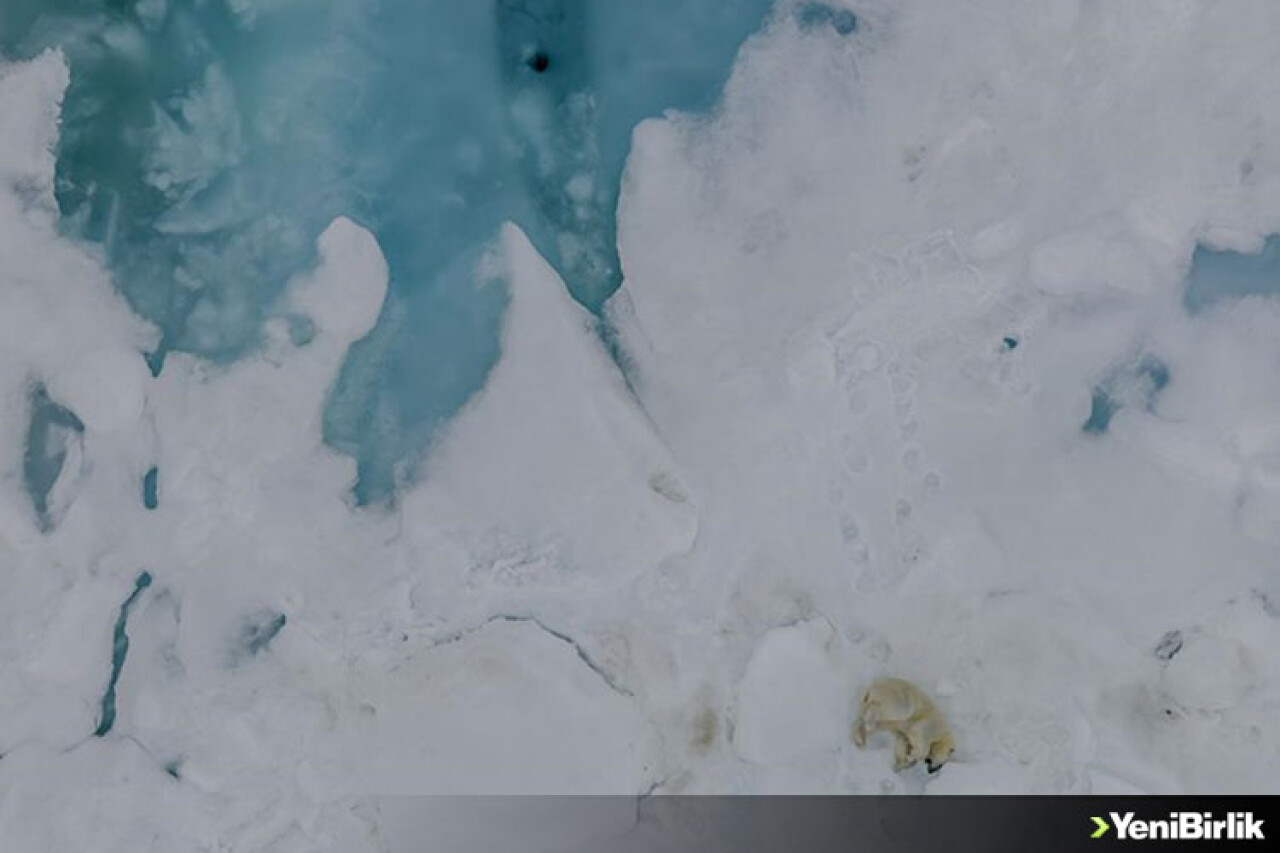 Kutup ayılarının eriyen dünyası "Kuzey Kutbu"