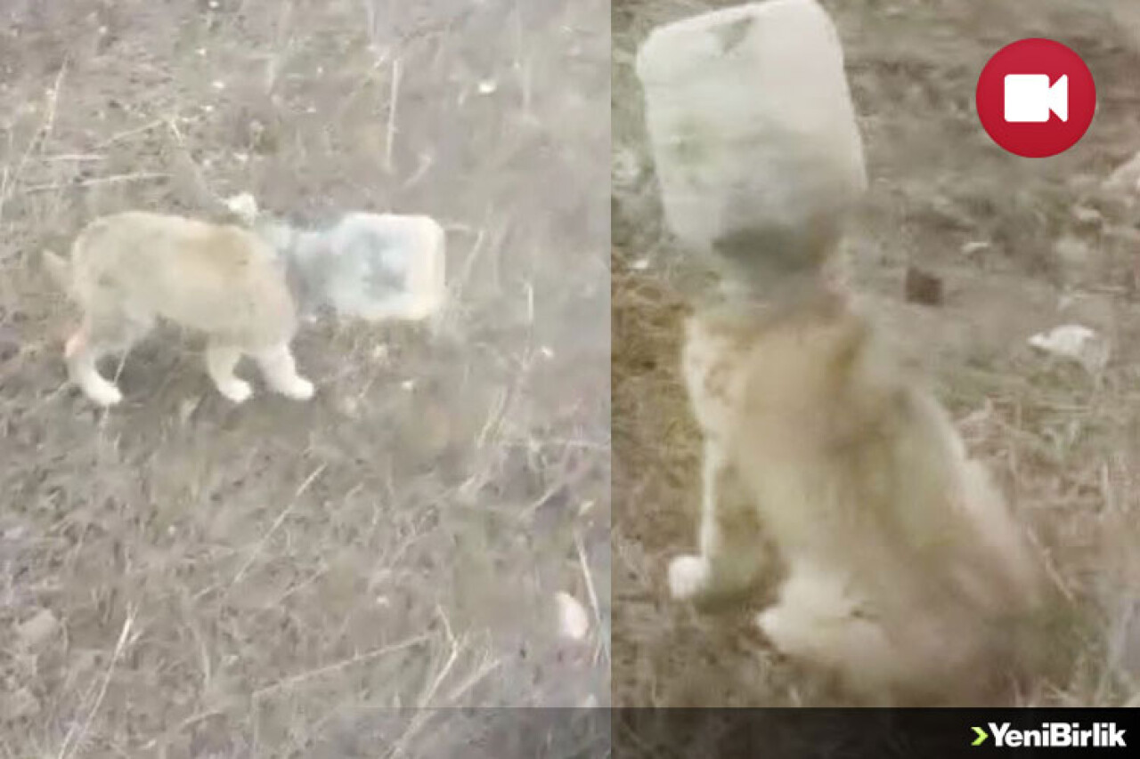 Yavru Köpek Son Anda Kurtarıldı