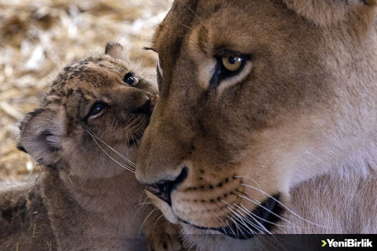 Ankara'daki yırtıcı hayvan parkında 3 aslan yavrusu dünyaya geldi