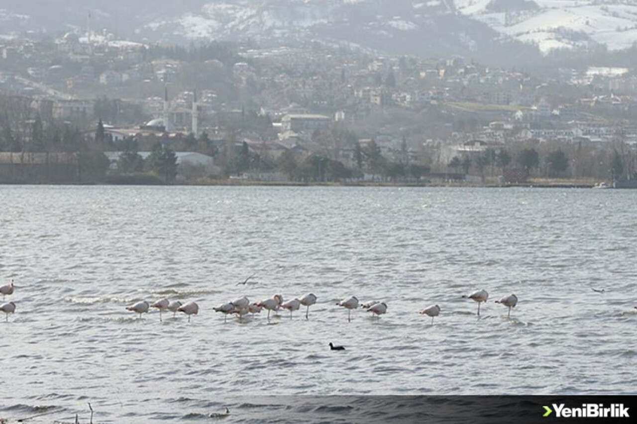Kuş gözlemcilerinin gözde rotası: İzmit Körfezi Sulak Alanı