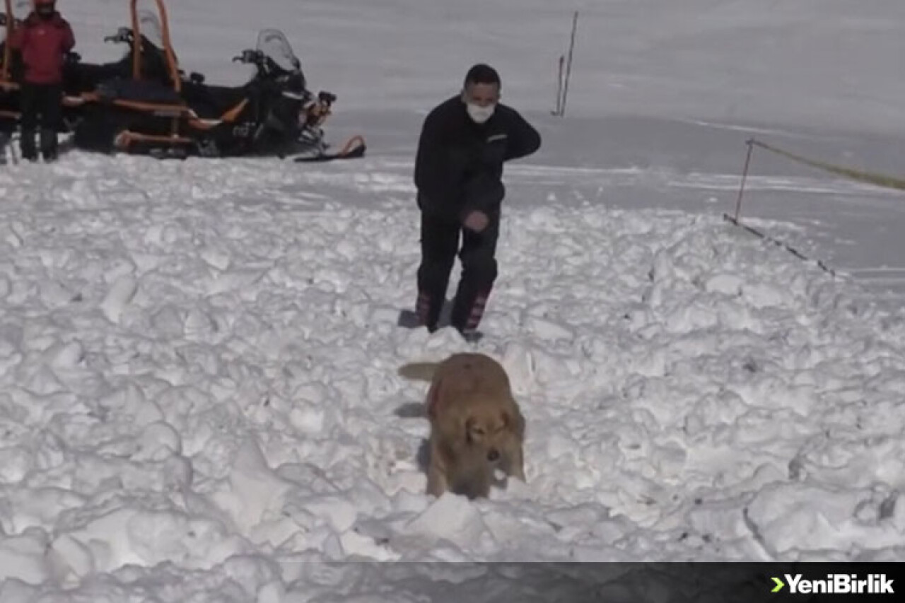 Arama kurtarma köpeği 'Girgin' jandarmaya hayat kurtaran operasyonlarda güç katıyor