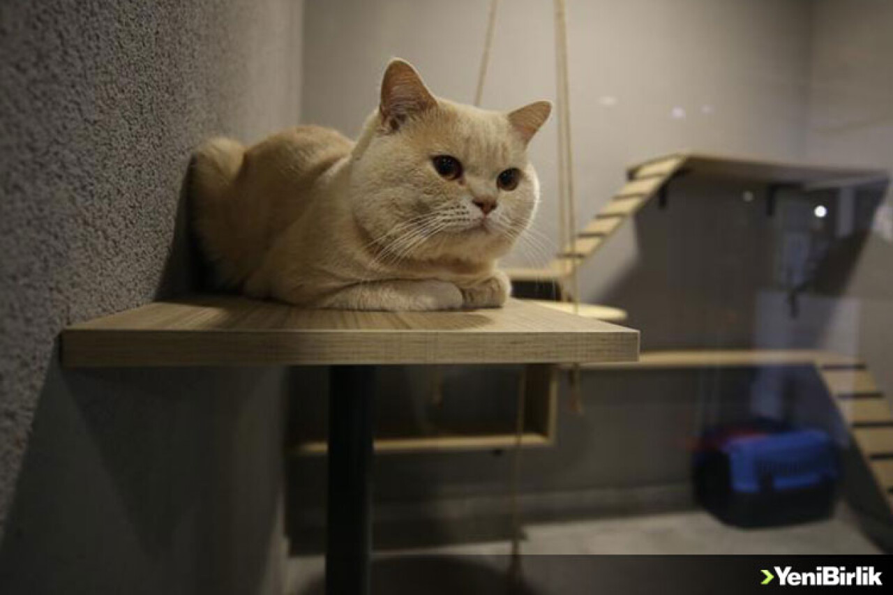 'Lüks Odalı' Kedi Oteline Bayramda Yoğun İlgi