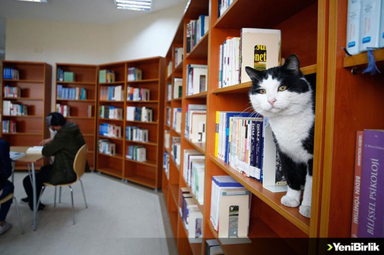 Üniversiteliler kampüste patili dostlarıyla iç içe yaşıyor