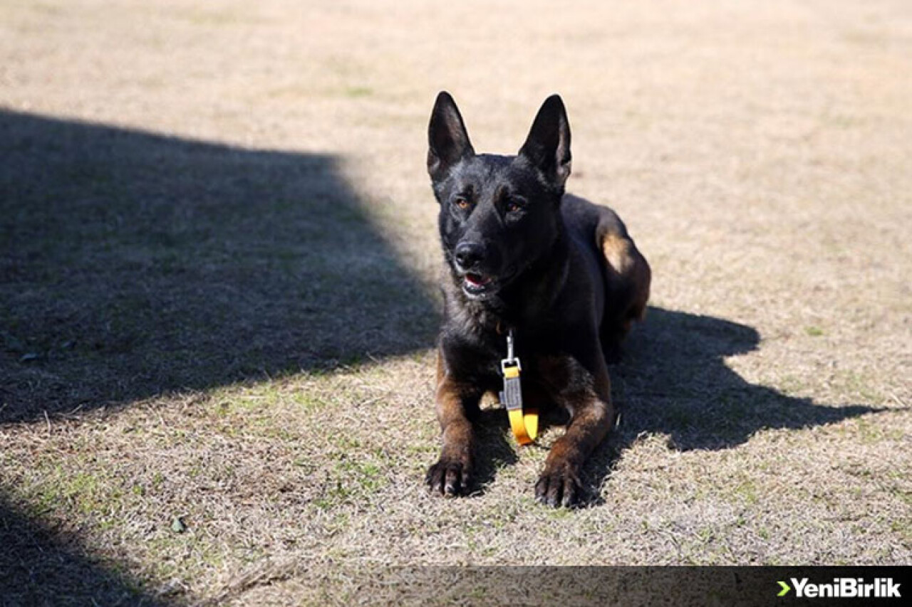 Hırçın köpek "Alfa" aldığı eğitimle enkaz altındaki birçok canlının yerini tespit etti