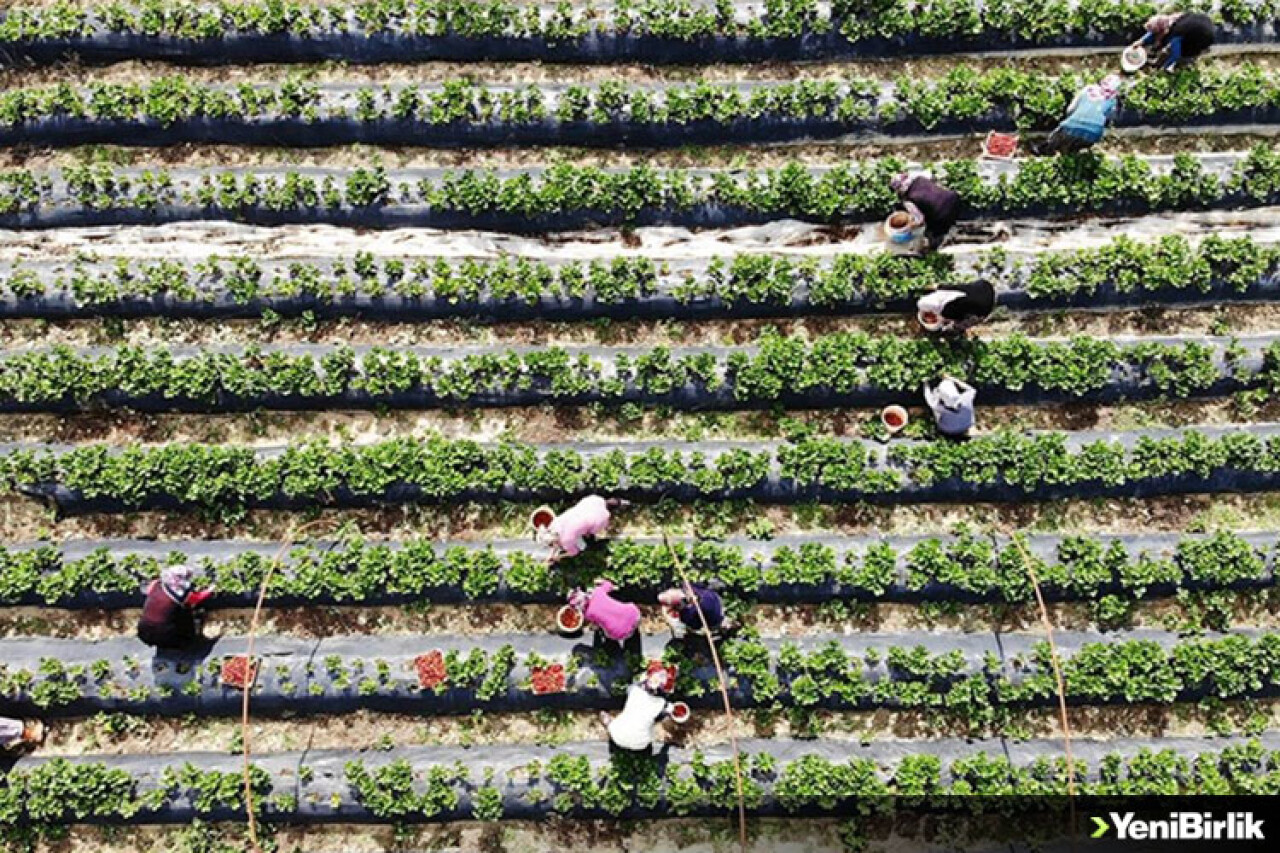 'Vali Hanım çileği' kadınlara ekmek kapısı oldu