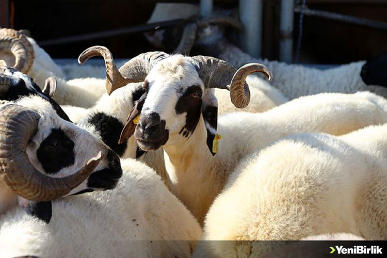 Vekalet yoluyla kurban kesim bedelleri açıklandı