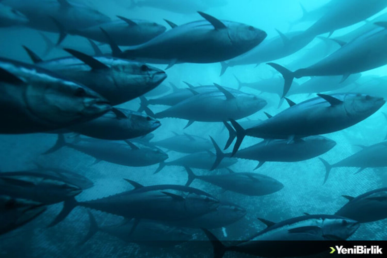 Marmara Denizi'ndeki baskı unsurları canlı türlerini tehdit ediyor