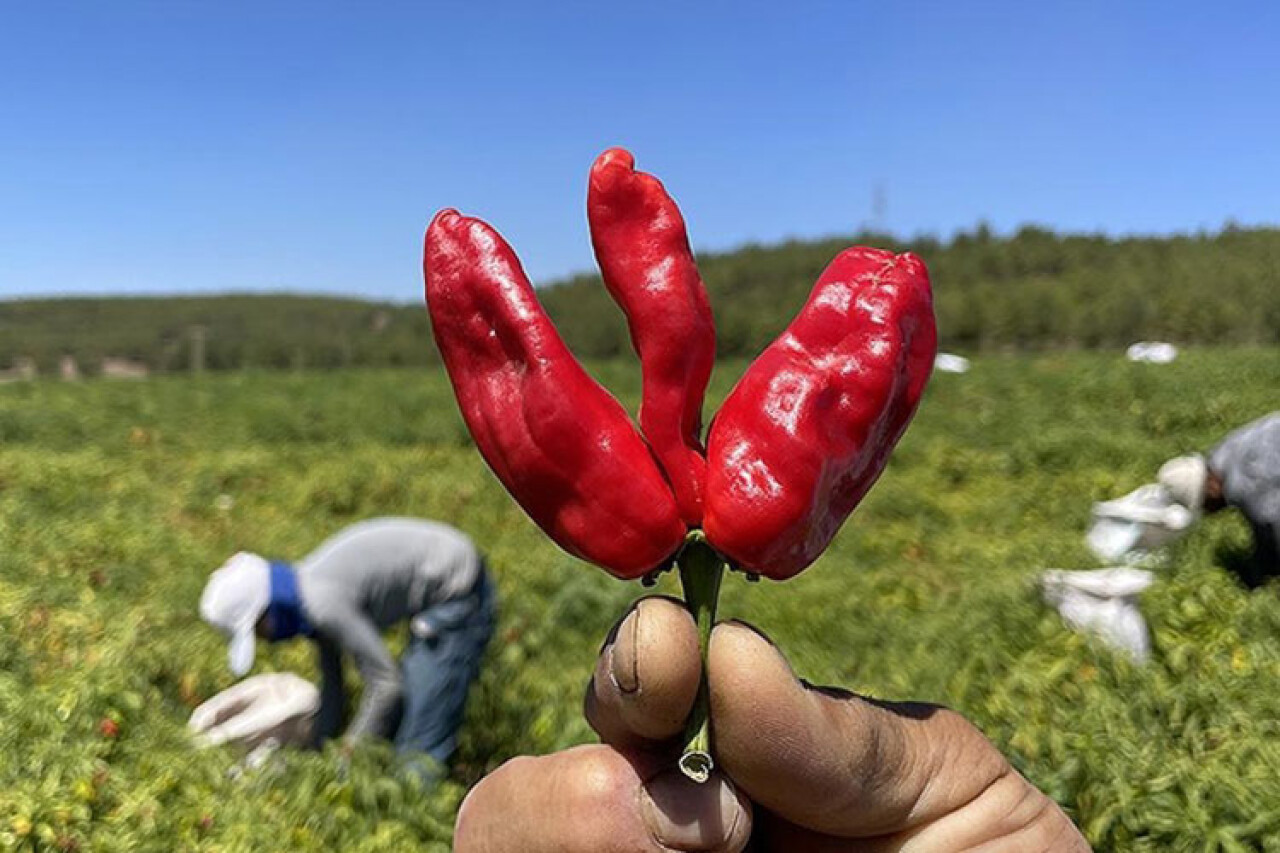 Gaziantep ve Kahramanmaraş arasında tescilli "acı biber" rekabeti yaşanıyor
