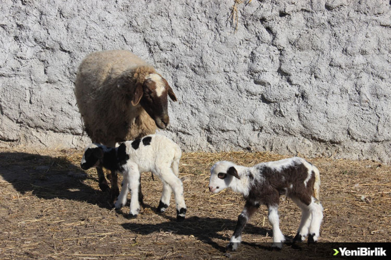 Annelerine kavuşan kuzular yaşama tutundu