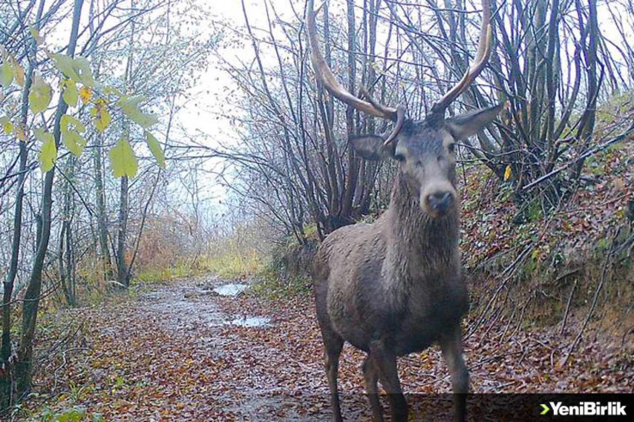 Ormanya'da yaban hayatı fotokapanlara yansıdı