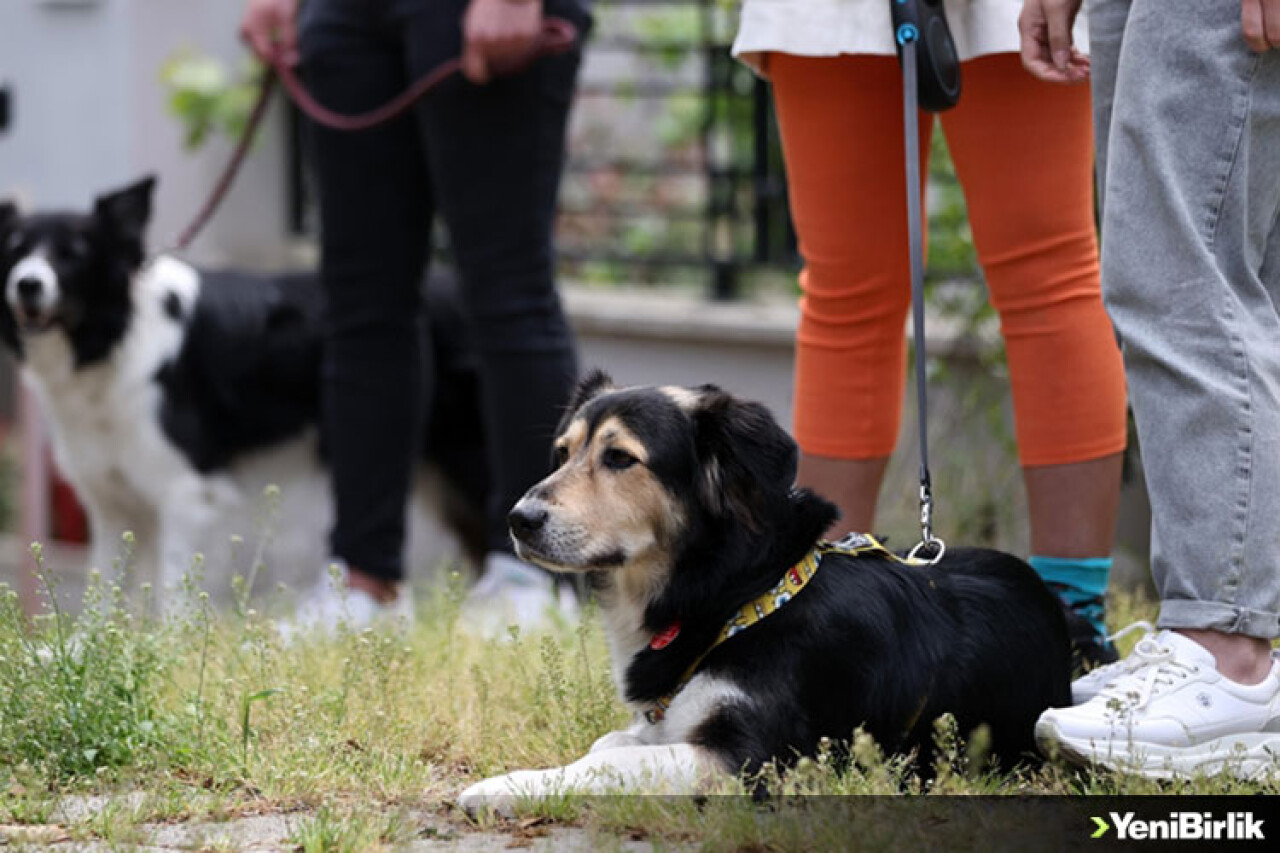 Köpek gezdirerek para kazanıyorlar