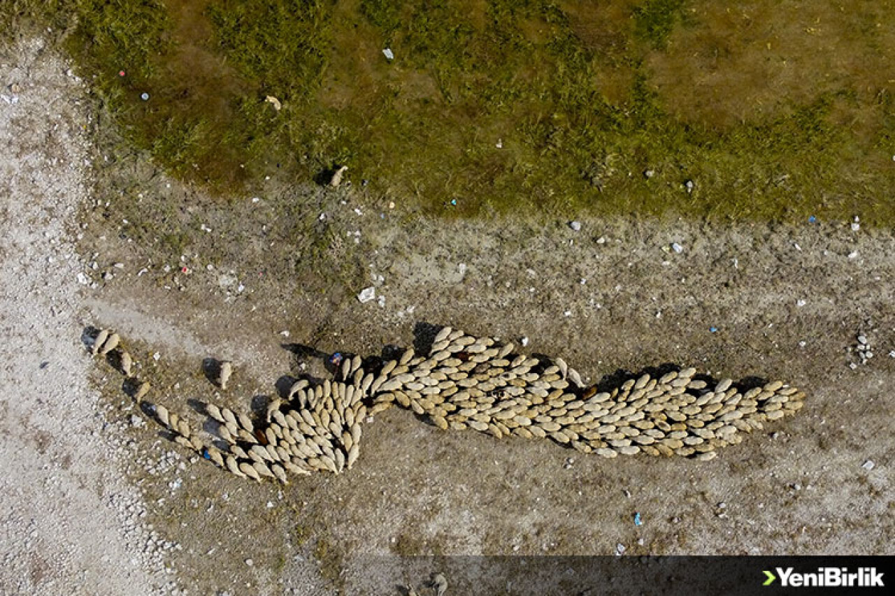 Ankara'da doğal yaşam