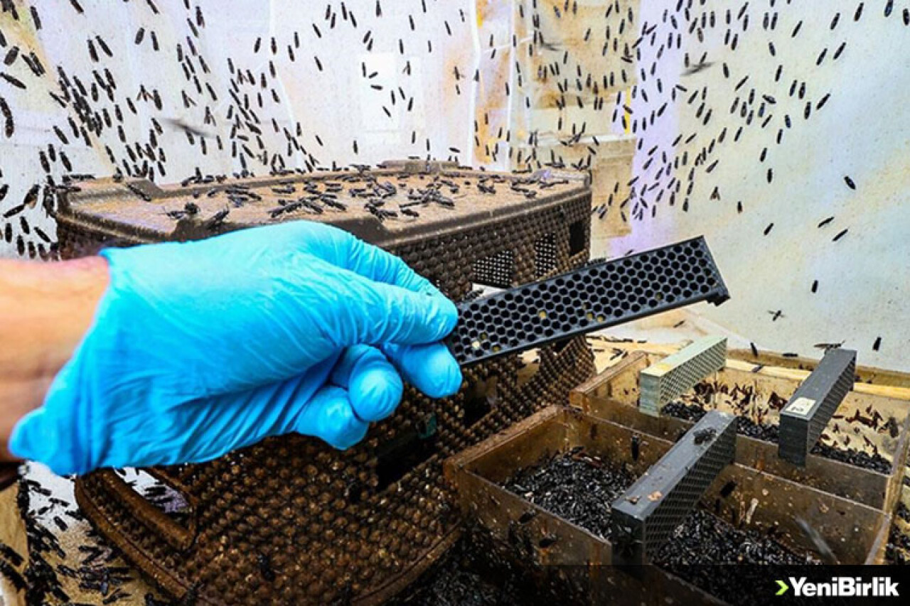 Türk bilim insanı "sinekten" kozmetik hammaddesi üretti