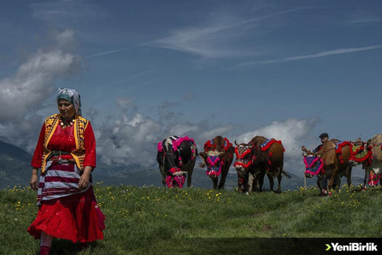 Karadeniz'de yaylacıların göç yolculuğu başladı