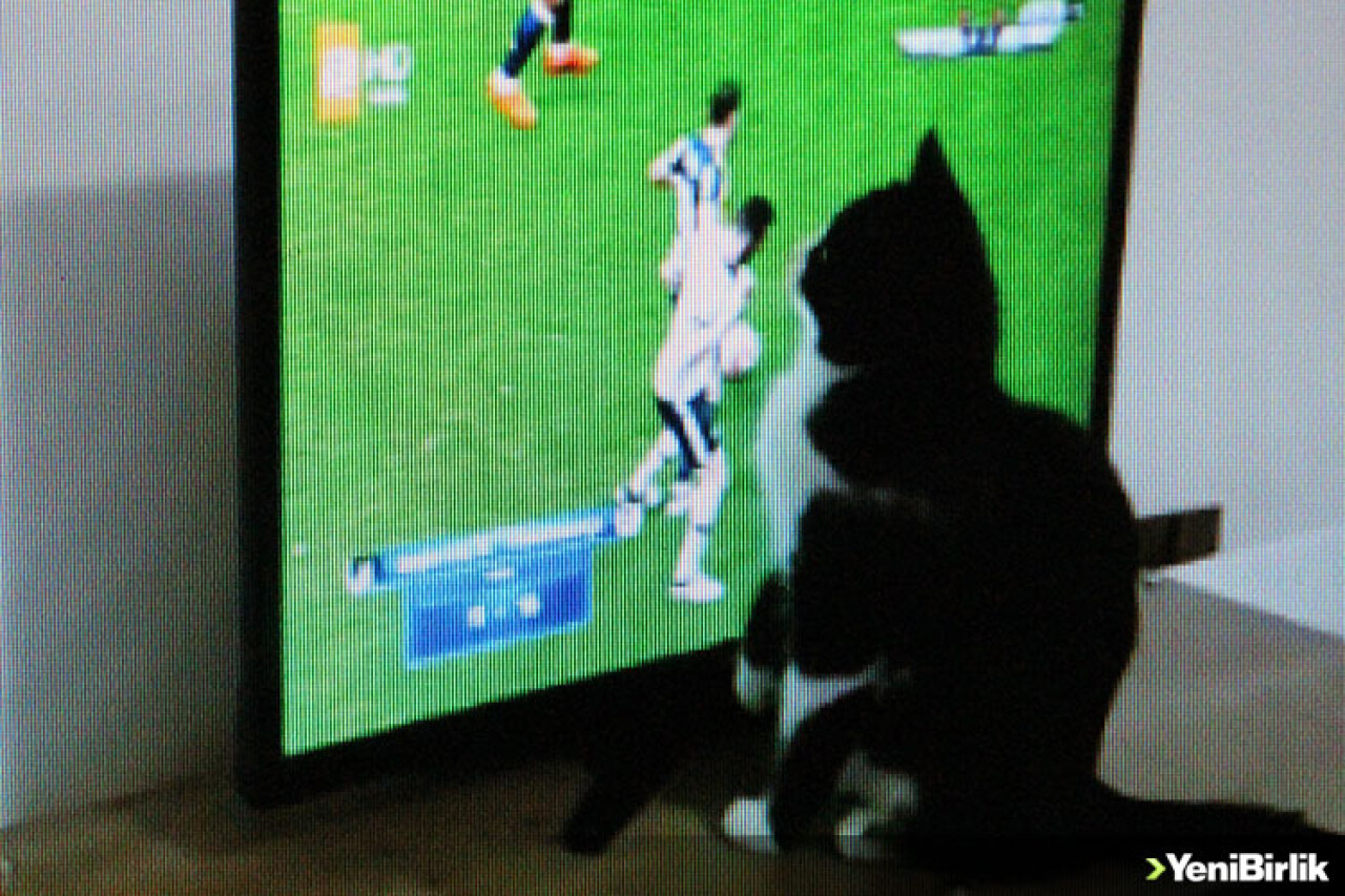 "Kedi Feyyaz"ın Derbi Heyecanı