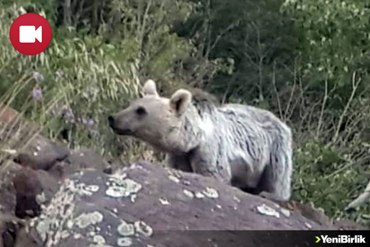 Nemrut Krater Gölü'nün Sürpriz Ziyaretçileri