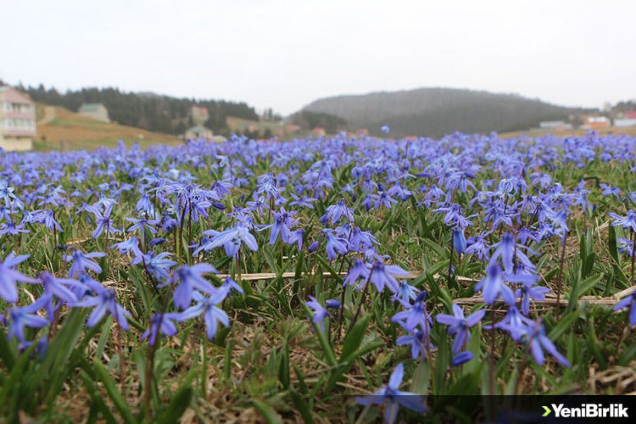 "Mor Yayla" Elbisesini Giydi