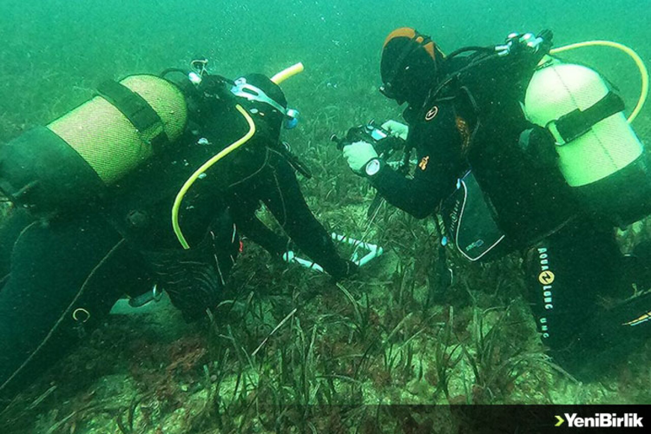Ege'nin su altı zenginliği "deniz çayırları" kayıt altına alınıyor
