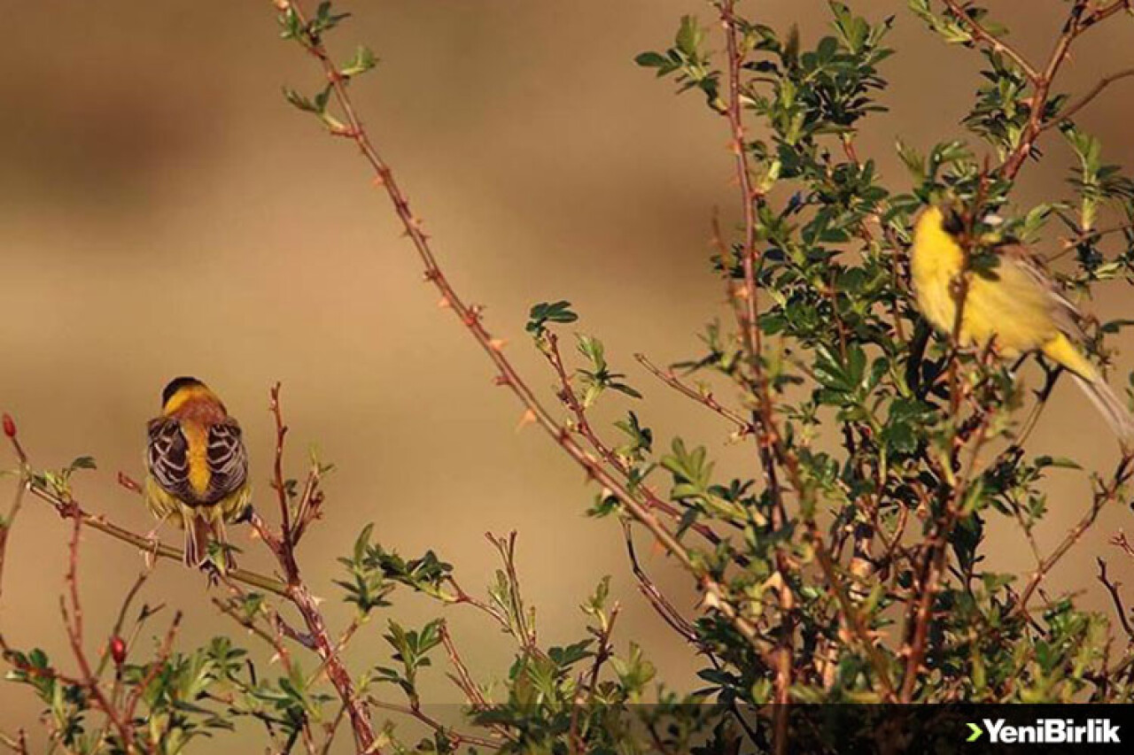 Ağrı Dağı Milli Parkı yaban hayatı zenginliğiyle ilgi çekiyor