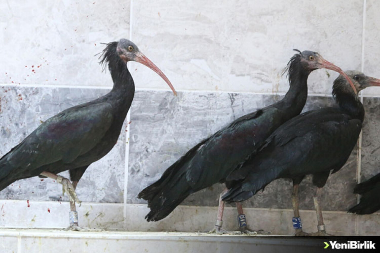Koruma altındaki 30 kelaynak göçe kanat çırptı