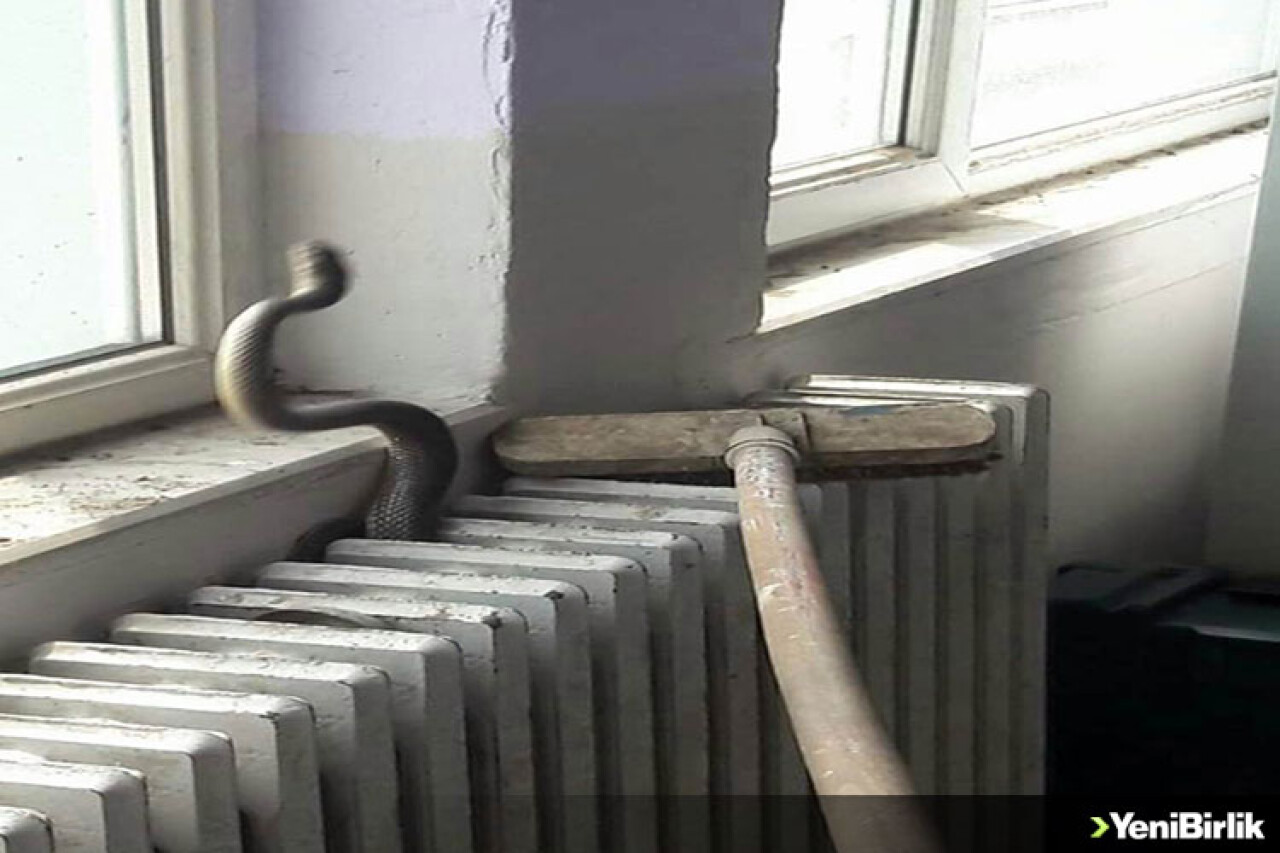 Okulda Şok: Kalorifer Peteğinden Yılan Çıktı