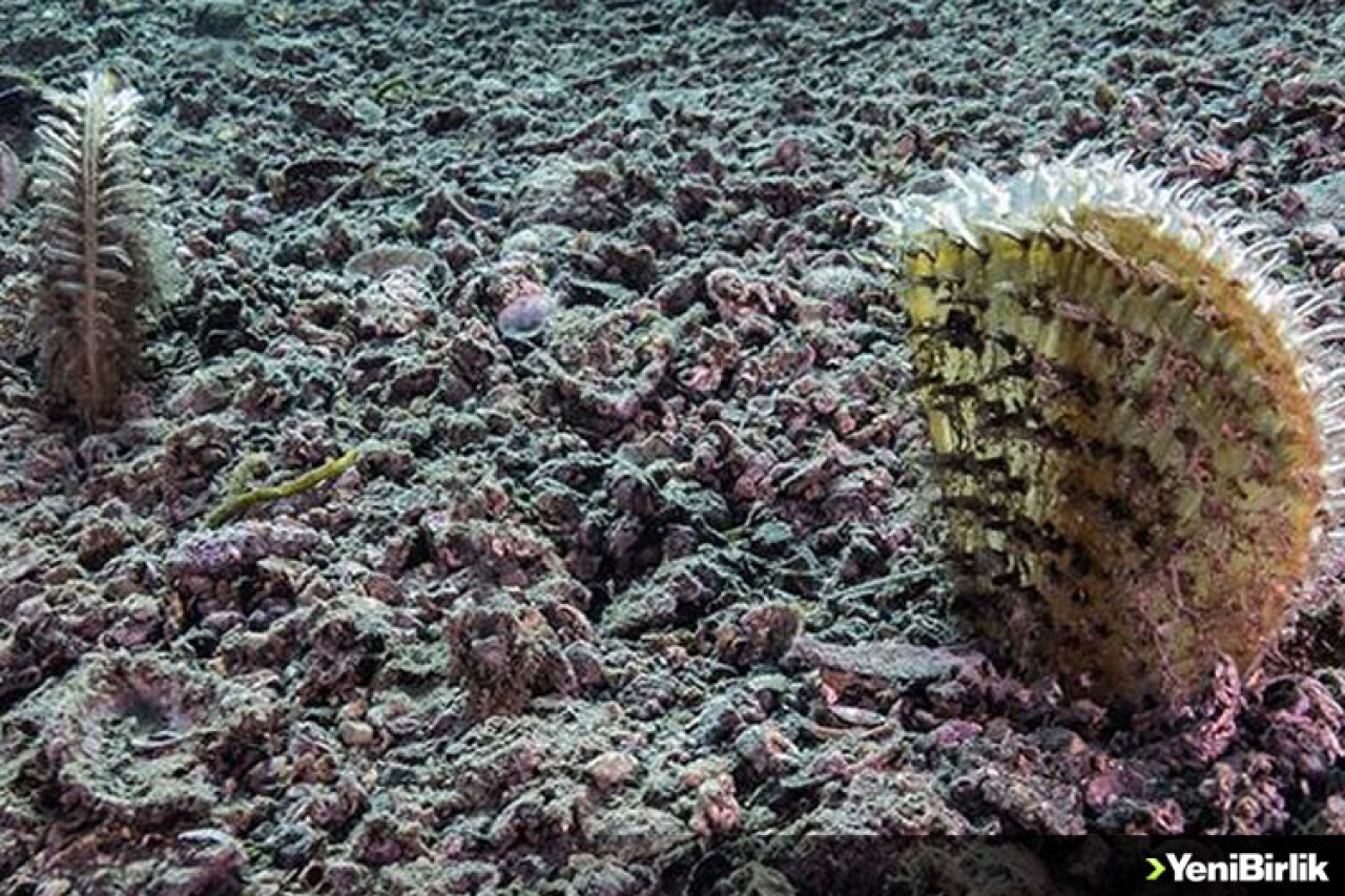 İklim değişikliği Akdeniz'deki toplu pina ölümlerini tetikledi