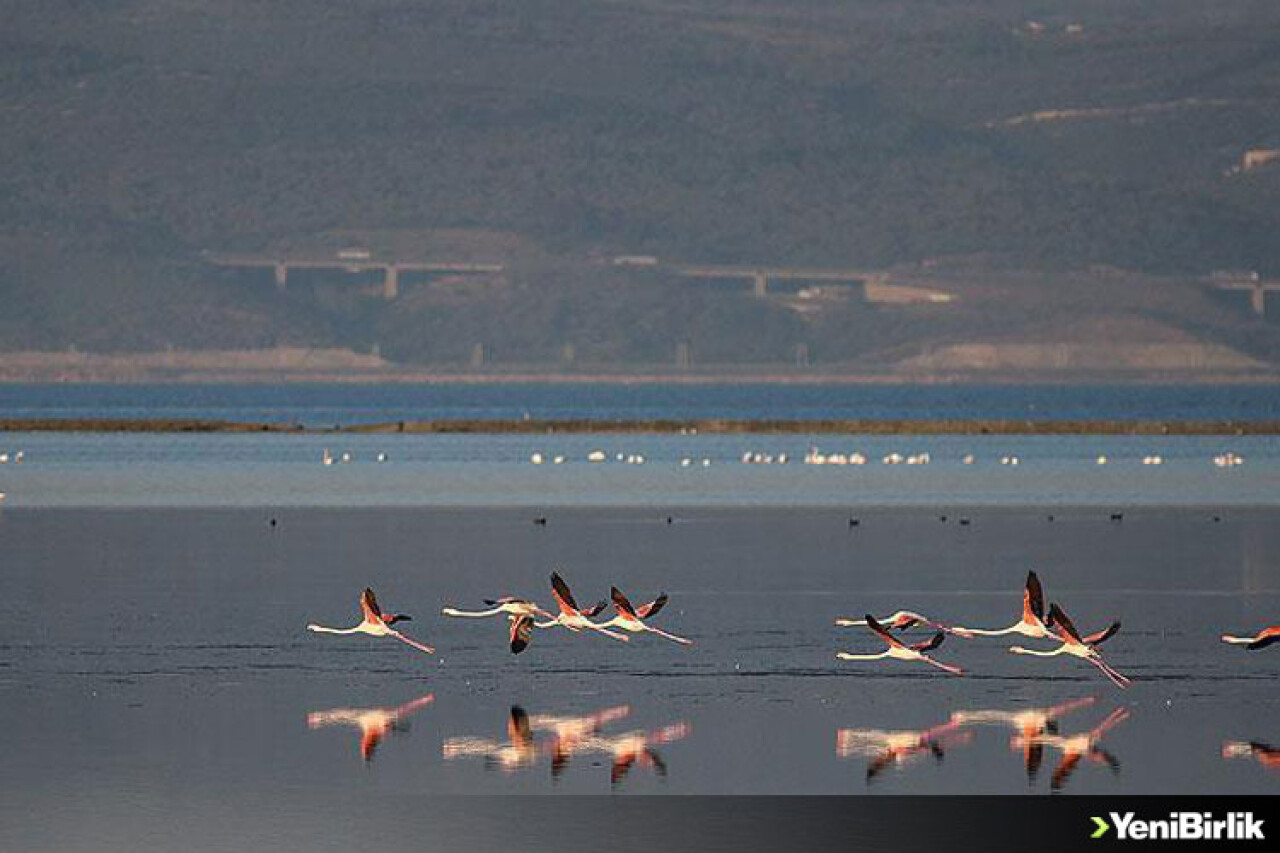 'Kuş oteli'ni dünya izleyebilecek