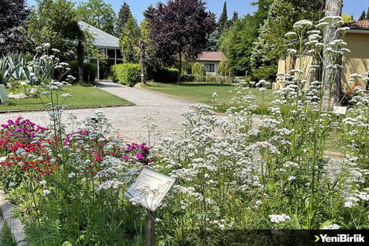 İstanbul'un merkezindeki doğal şifa kaynağı: Tıbbi bitkiler bahçesi
