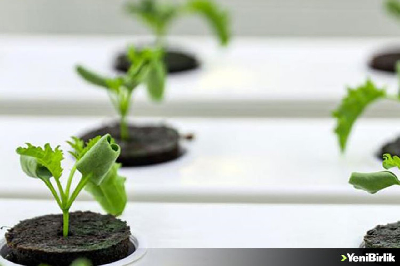 Dikey tarım yüksek su tasarrufu ve minimum karbon salımı sağlıyor