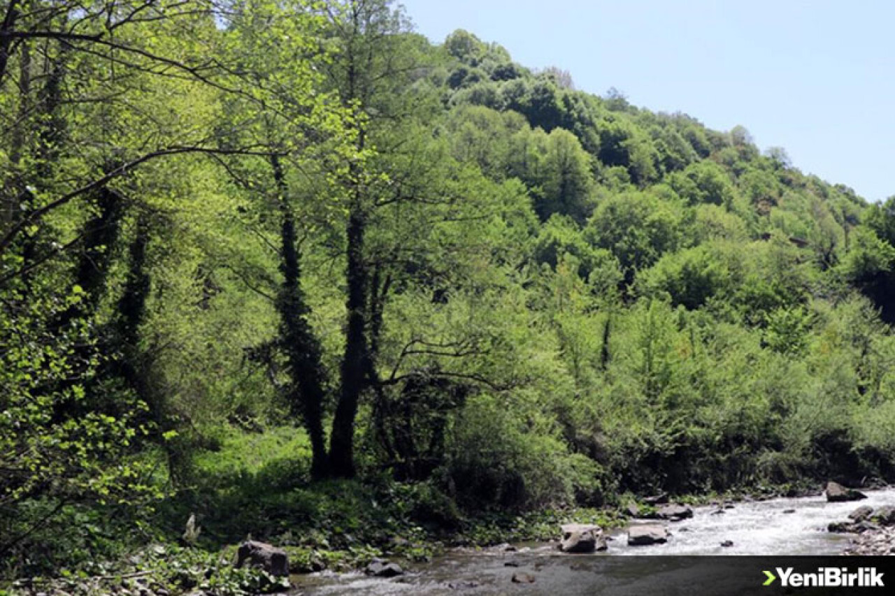 Kocaeli ormanları ve tabiat parklarıyla bölgesine "nefes" oluyor