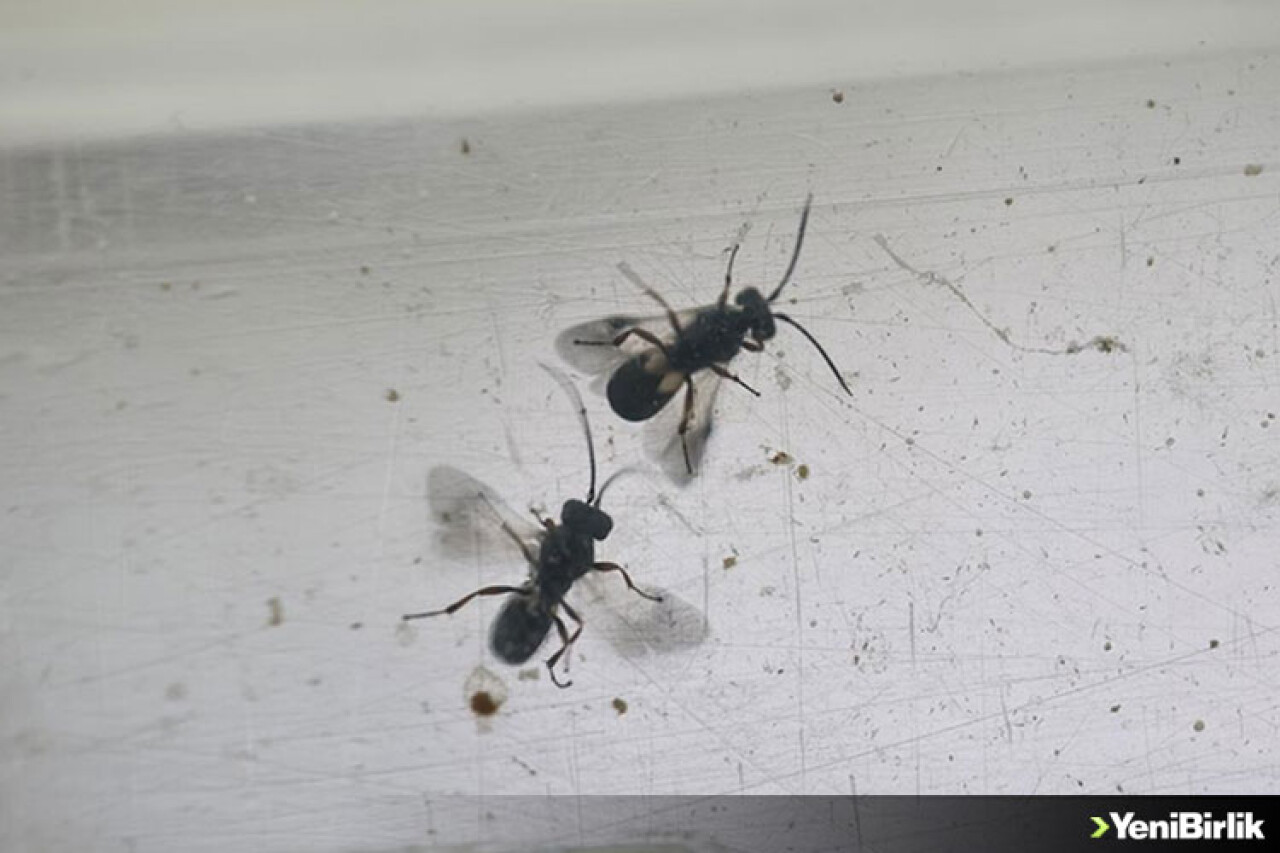 Faydalı böcekler, çiftçiyi endişelendiren çayır tırtılıyla mücadele edecek