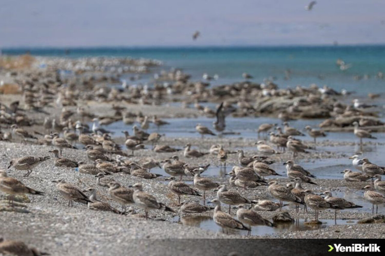Besin azlığı ve aşırı sıcaklar nedeniyle Van Gölü havzasında martı ölümleri arttı