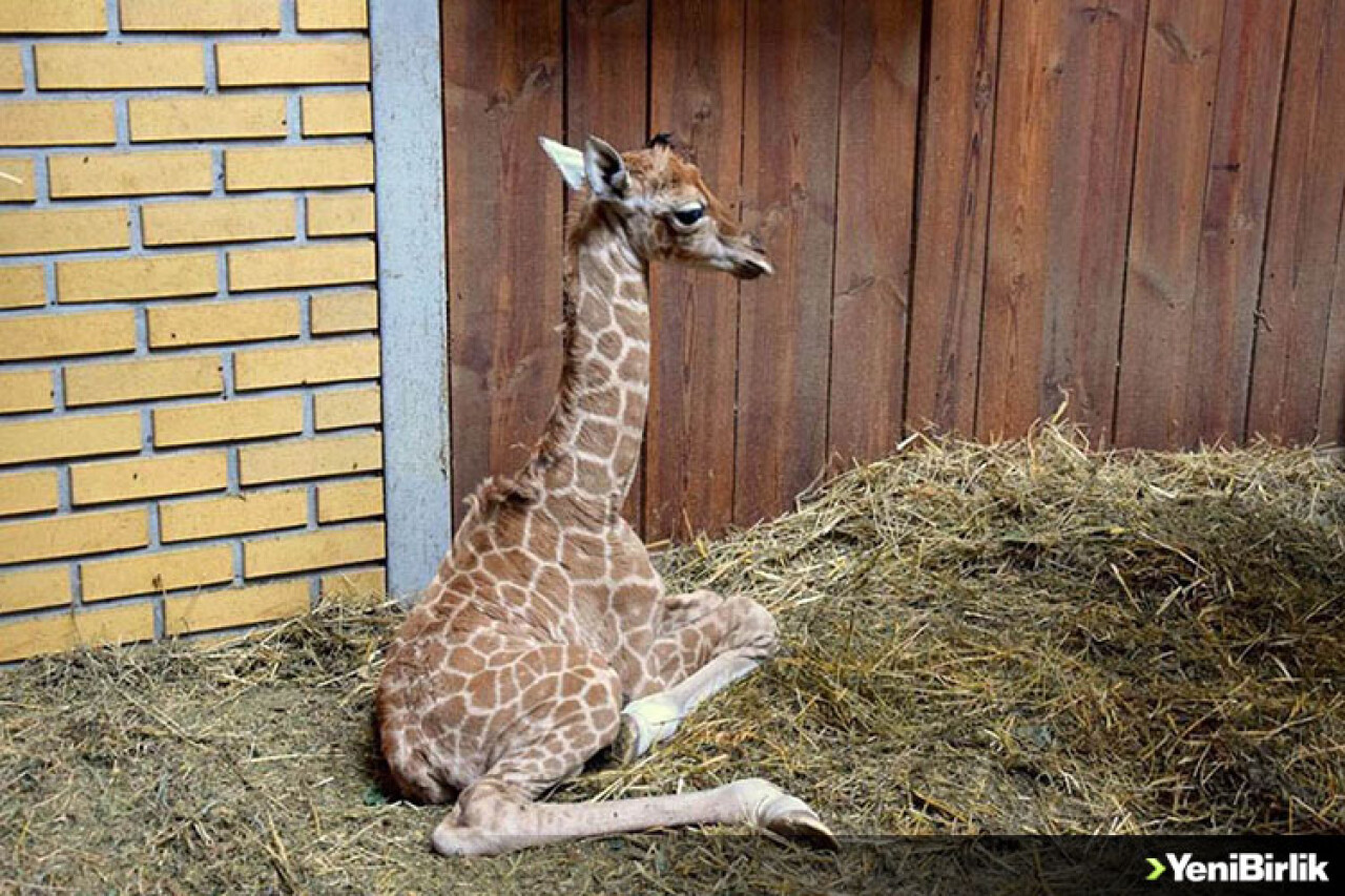 Yavru Zürafanın Ayağa Kalkma Mücadelesi