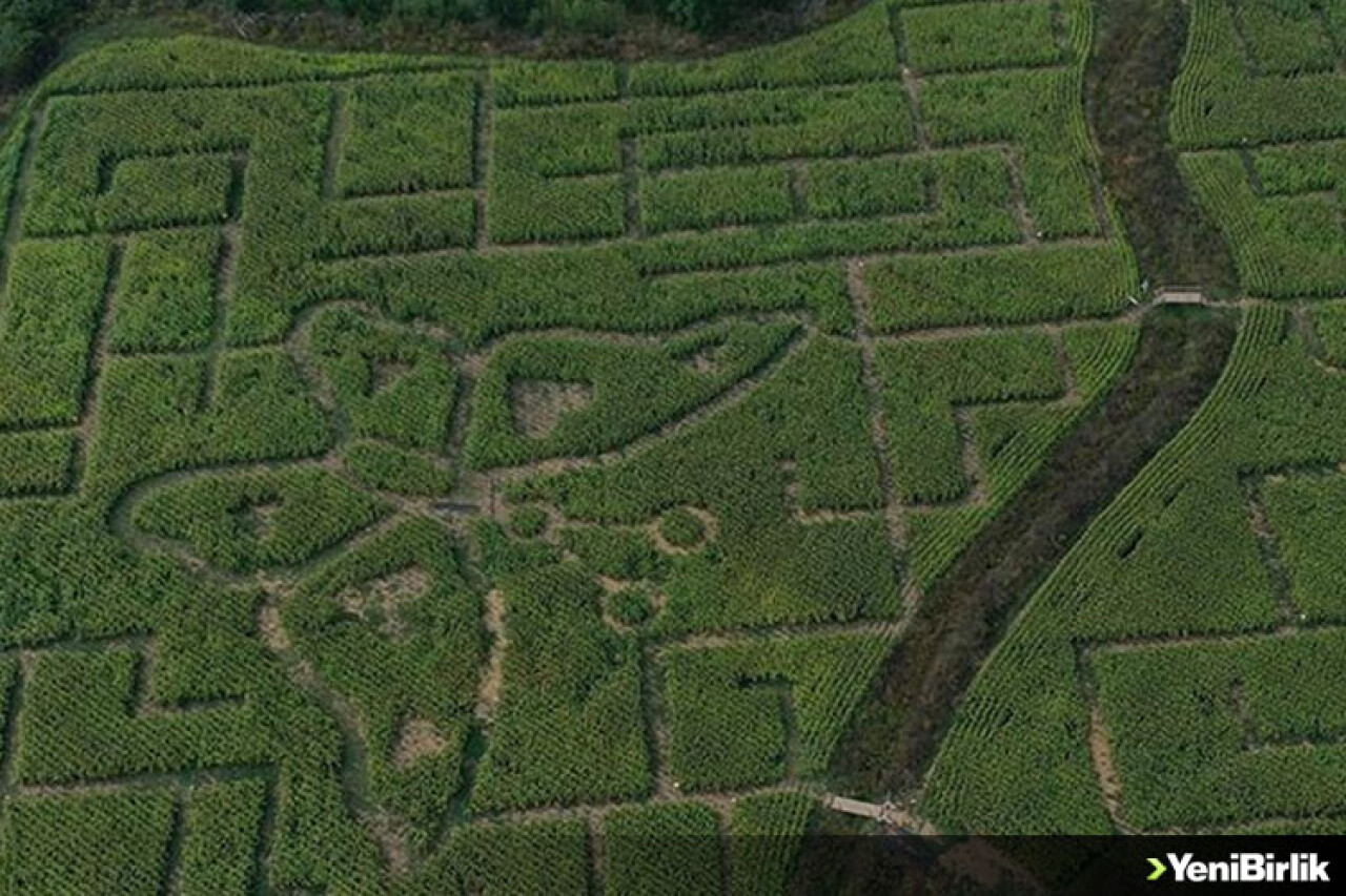 Mısır labirentinden en kolay çıkış çevre sorularını bilmekten geçiyor