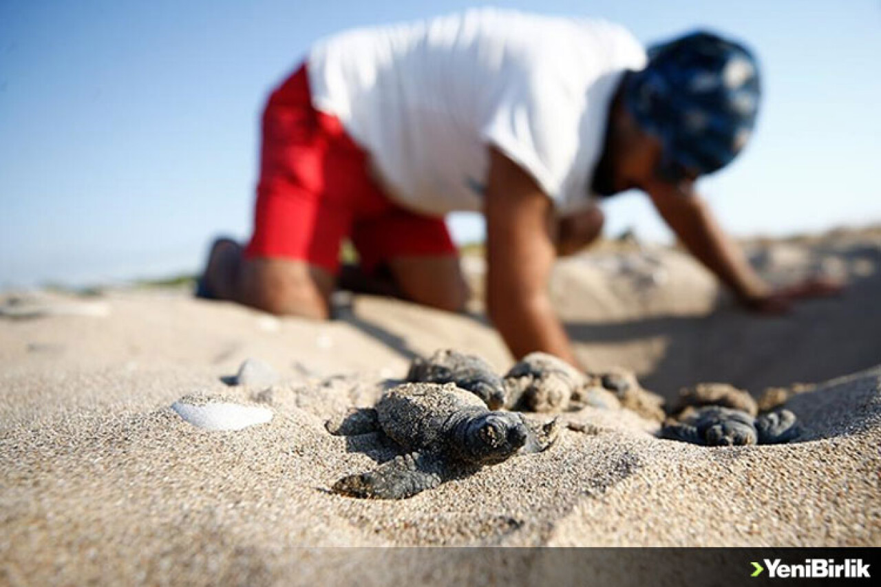 Belek'te 2 bin, Kızılot'ta 1600 caretta caretta yuvası tespit edildi