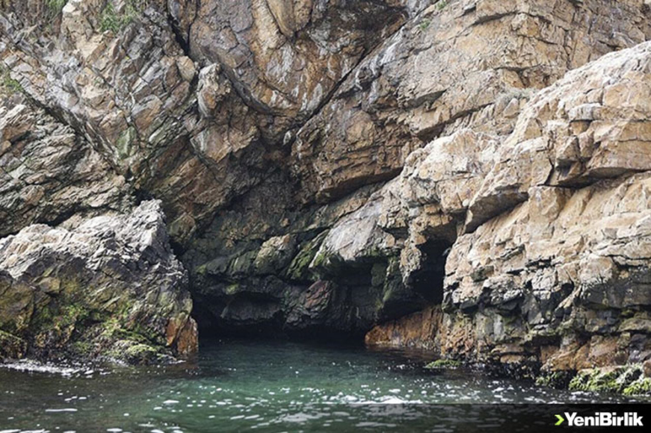 Adalar'da Akdeniz foku mağarası tespit edildi