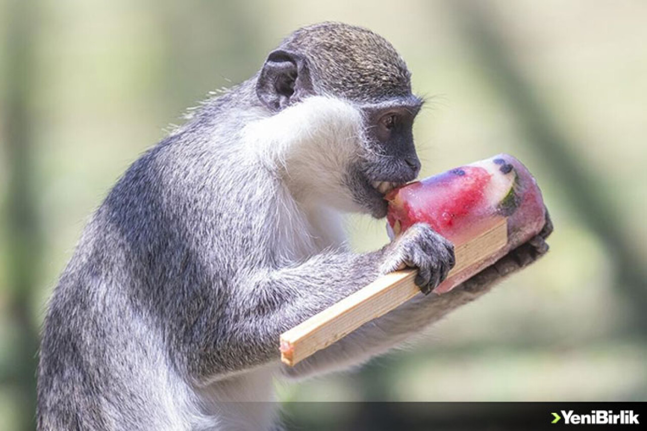 Hayvanat bahçesi sakinleri dondurulmuş meyve kokteyli ile serinliyor