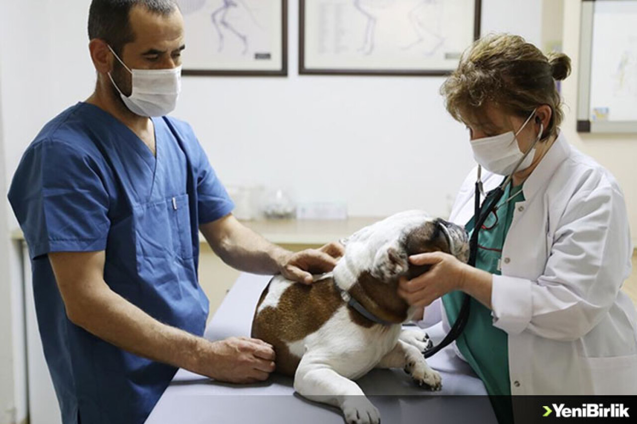 Kök hücre can dostların tedavisinde de umut oluyor