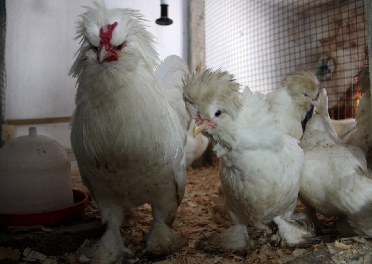 Endonezyalı horoz, Çanakkaleli oldu