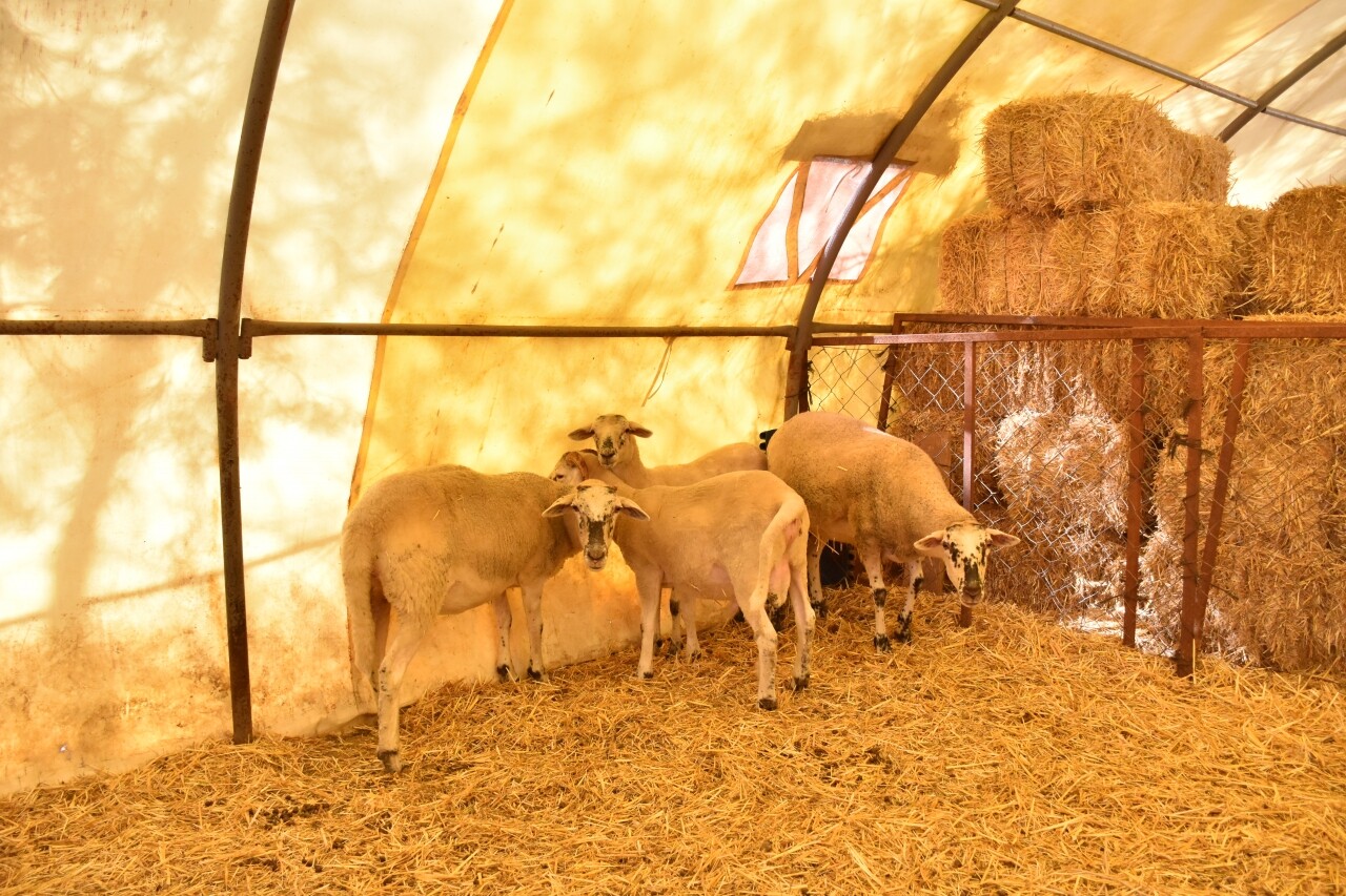 Kesin dönüş yapan gurbetçi, et verimi yüksek yeni koyun ırkı geliştirdi