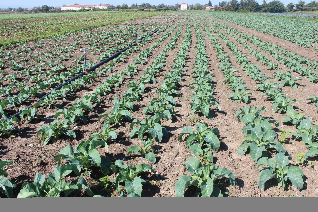 Bafra Ovası'nda 130 bin dekar alana kışlık sebze ekimi yapıldı