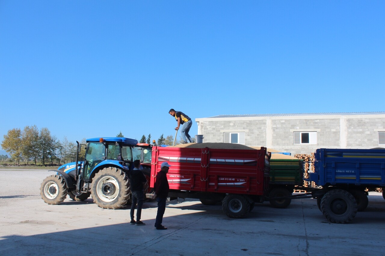Bafra Ovası'nda hasat edilen çeltiğin alım işlemleri sürüyor