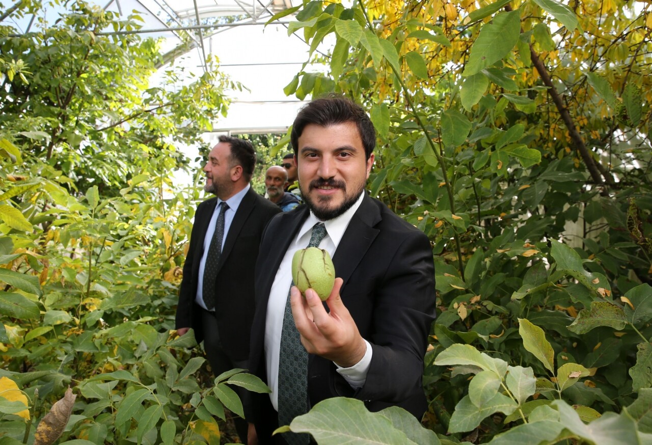 Bitlis'te ceviz üretiminin 150 bin fidanla artırılması hedefleniyor