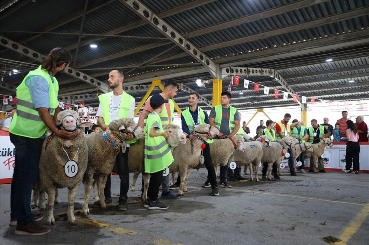Bursa'da koç ve tavuklar için güzellik yarışması düzenlendi