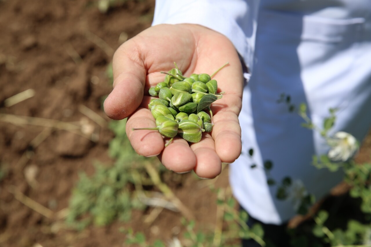 "Diyar 2017" ismiyle tescillenen kapari Milli Çeşit Listesi'ne kaydedildi